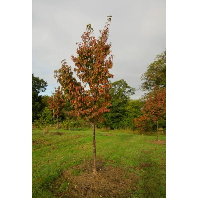 Prunus ‘Collingwood Ingram’
