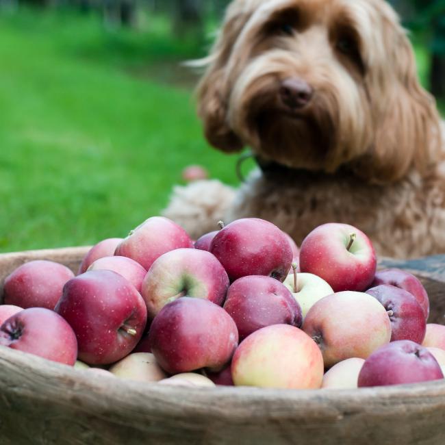 Hund mit Äpfeln in einer Holzschale