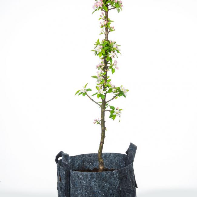 MiniTree Pflanztasche grau Blüten
