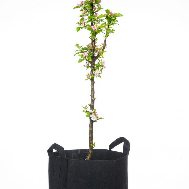 MiniTree schwarze Pflanztasche