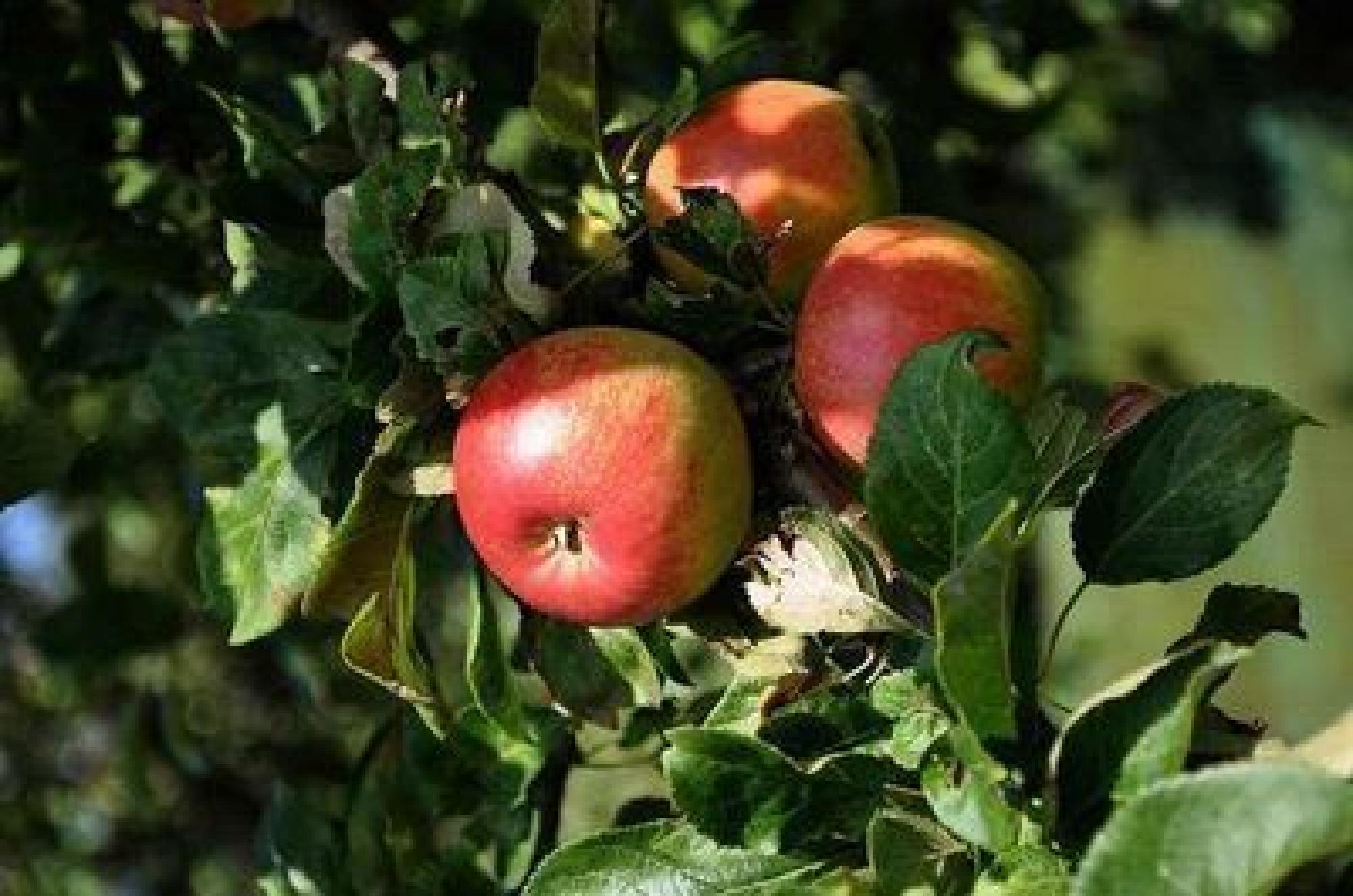 FREYA Apfelbaum kaufen?