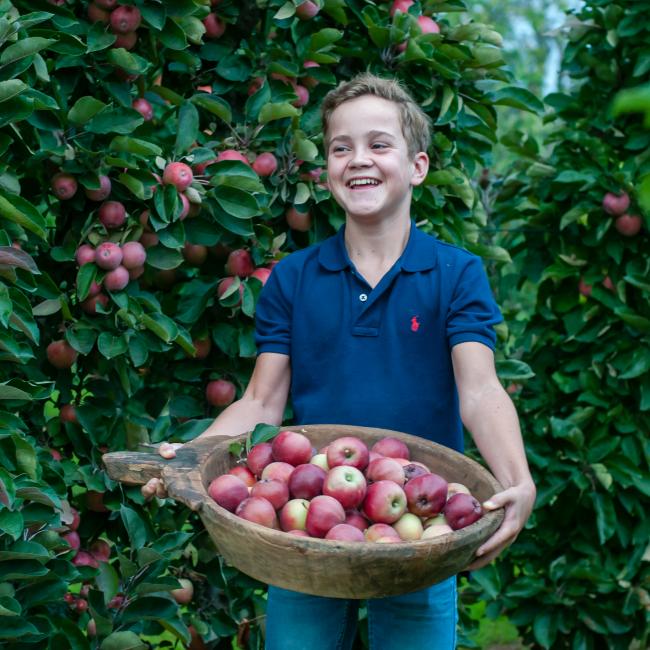 2018 Thijs lacht mit einer Schale Redlane-Äpfeln