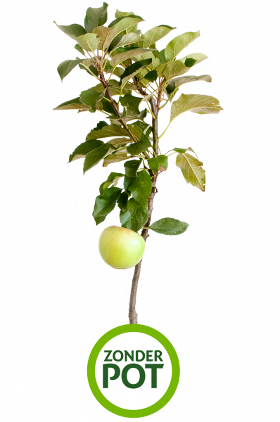 Sweet Yellow ohne Topf1