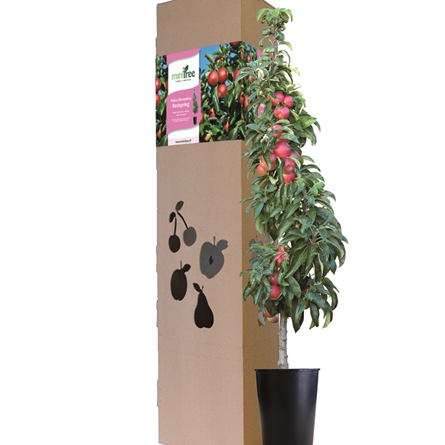 FLEU Redspring Baum Verpackung