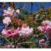 Prunus ‘Pink Perfection’