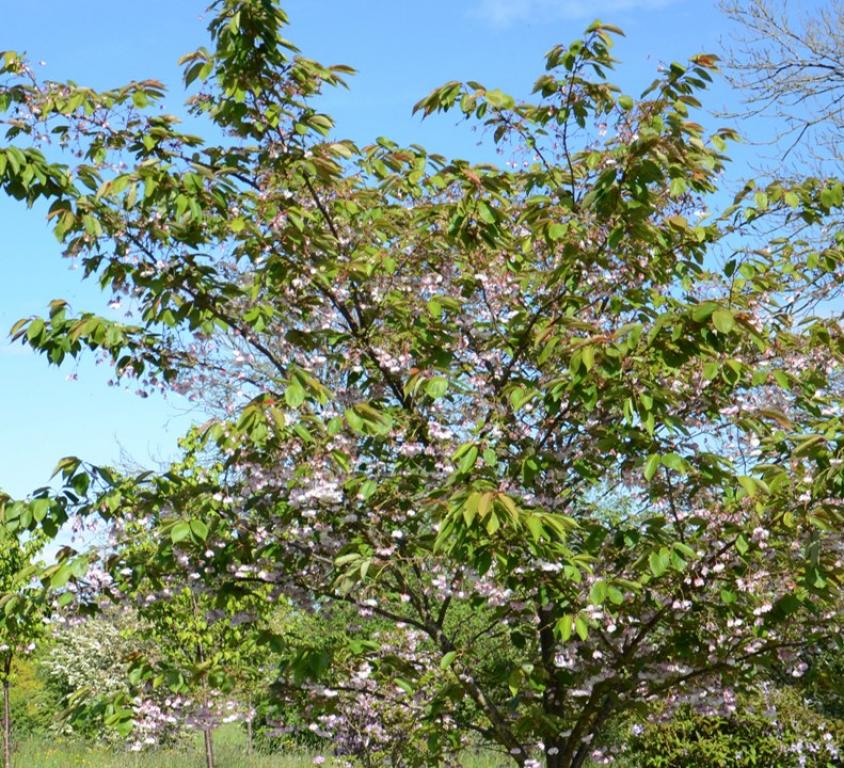 Prunus ‘Fugenzo’ (‘Shirofugen’)