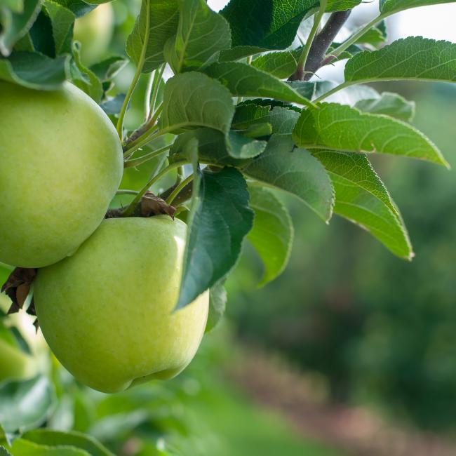 2018 Goldlane mittlere Belichtung