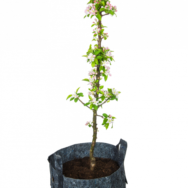 MiniTree grijs-bloesem