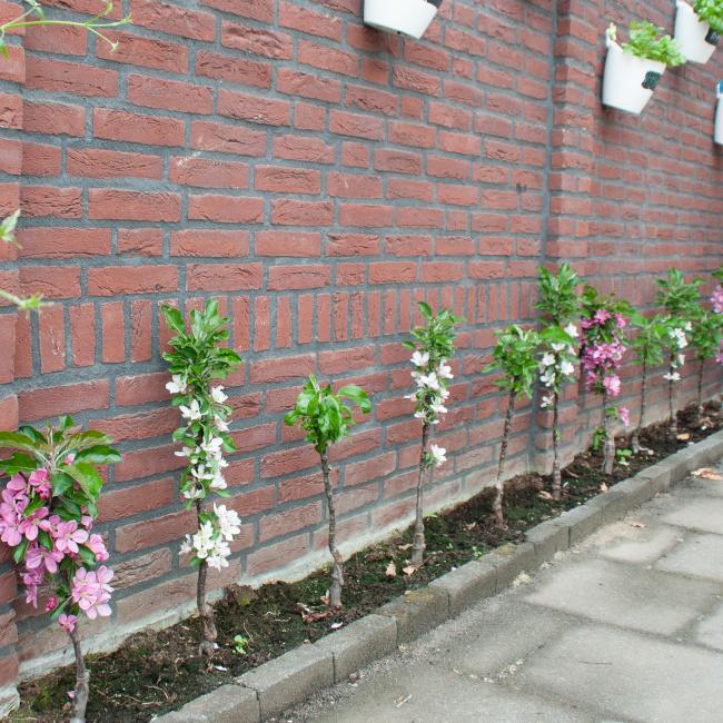 Blühende Hecke gerade gepflanzt horizontal